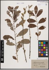 Foto von Salix cinerea L.